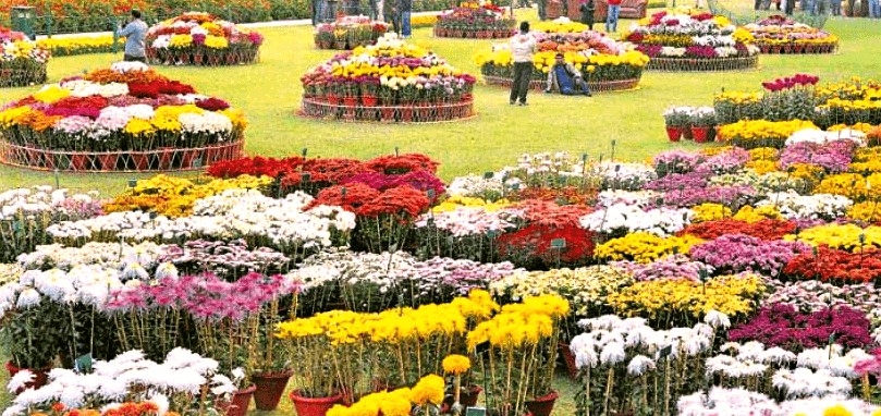 Chrysanthemum Show Featuring A Thousand Bloom Mum Returns For Lahorites