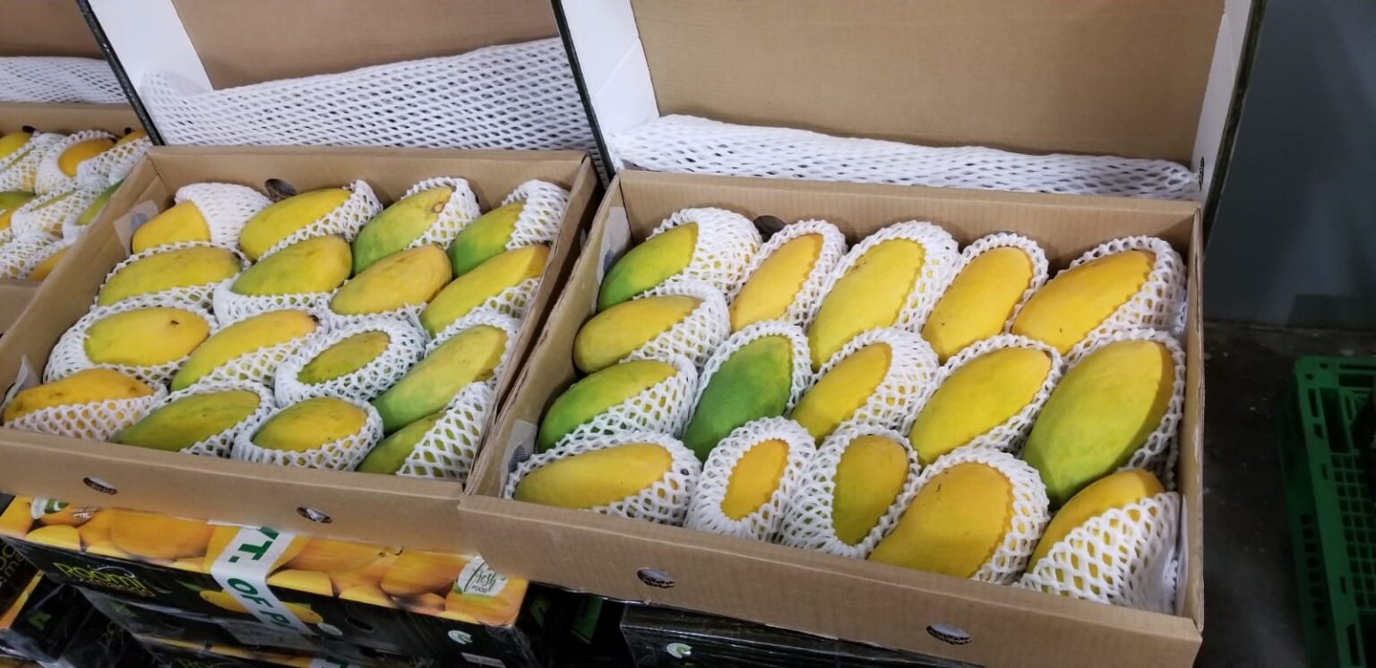 <b>Mangoes</b>.