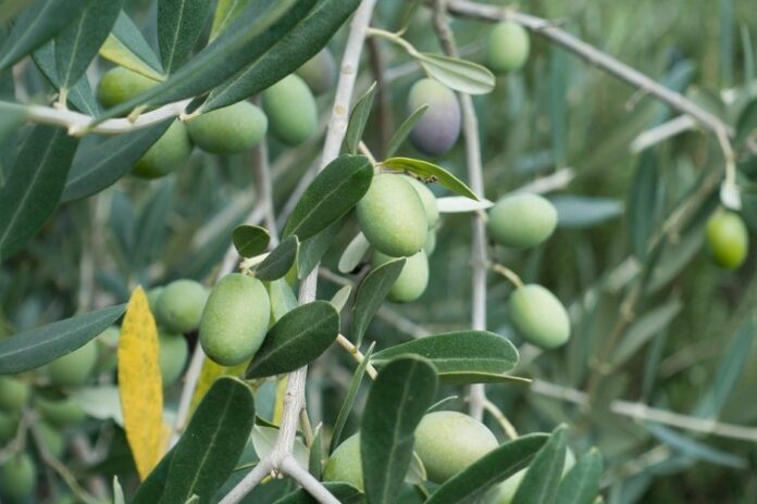 Olive-tree