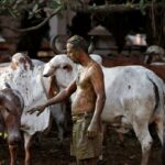 Indian doctors warn against cow dung as Covid-19 cure