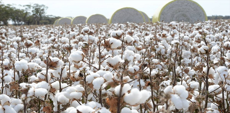 Cotton production expected to decrease significantly this year