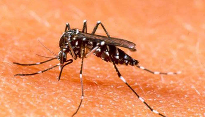 Dengue Challenge: Will health dept, district administration be able to ...