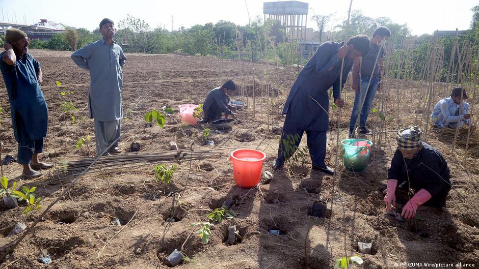 Information Minister urges public to join tree plantation drive ...