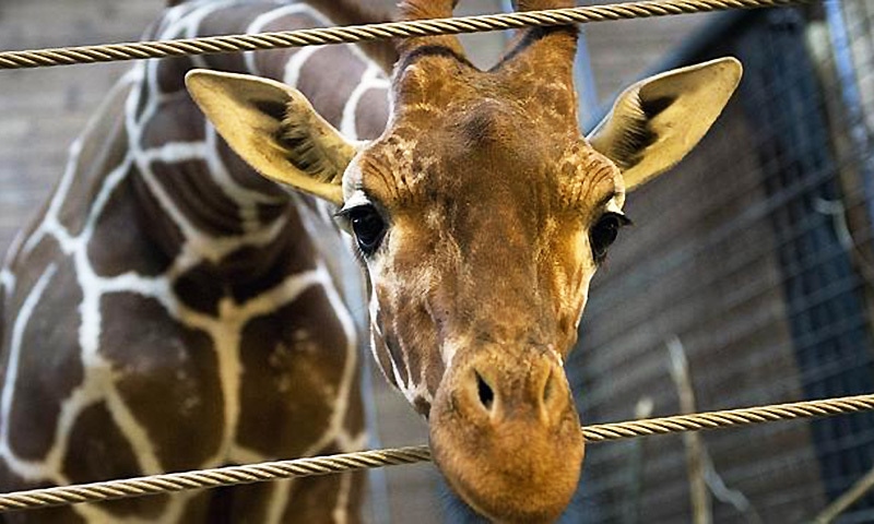 Lahore zoo welcomes two giraffes from South Africa