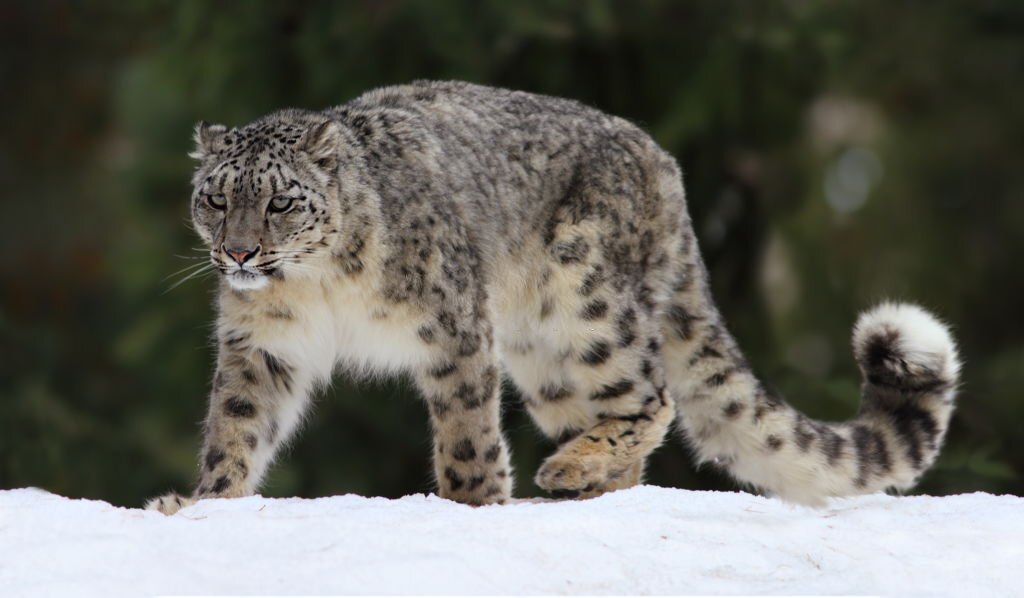 Wildlife in Pakistan showing signs of recovery