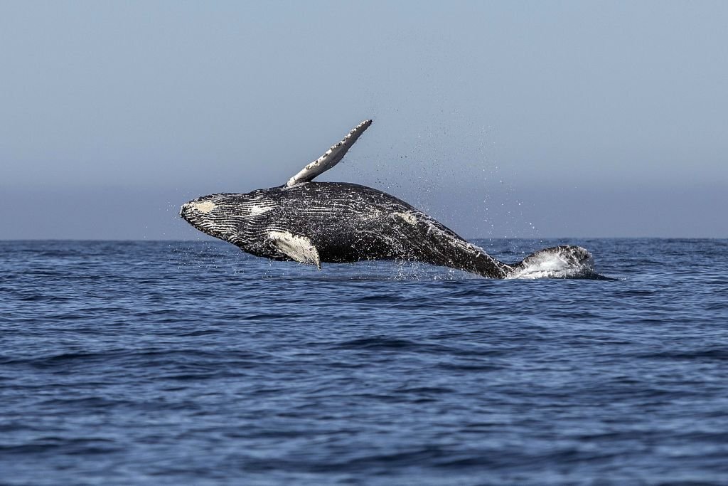 Deteriorating Ocean Health: A grave concern of our times