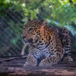 India welcomes back cheetahs, 70 years after local extinction