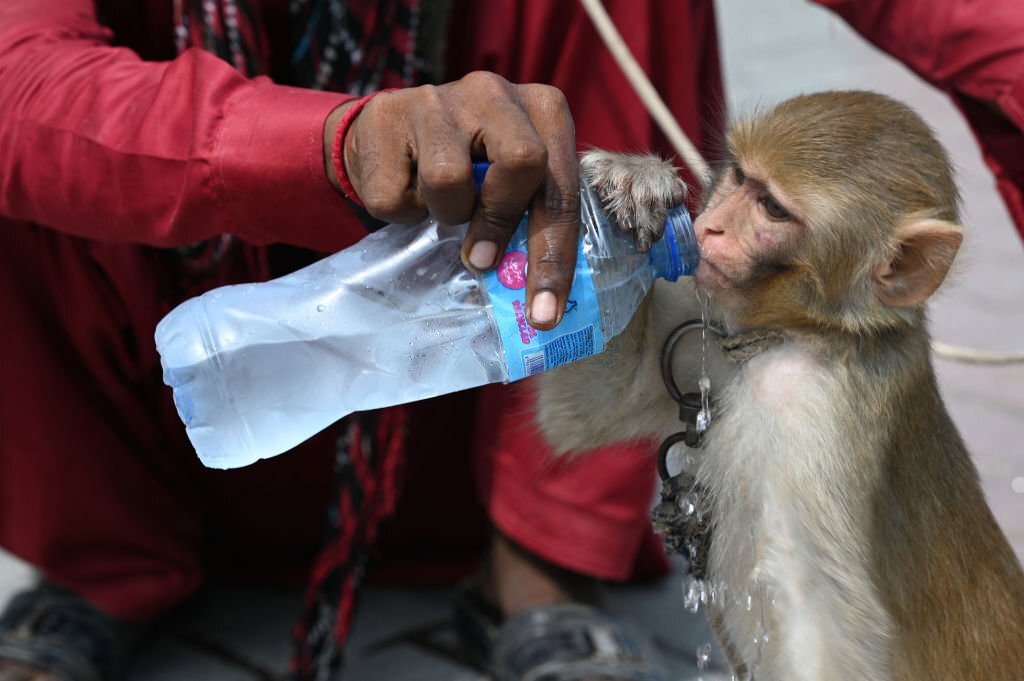 Monkey in Market