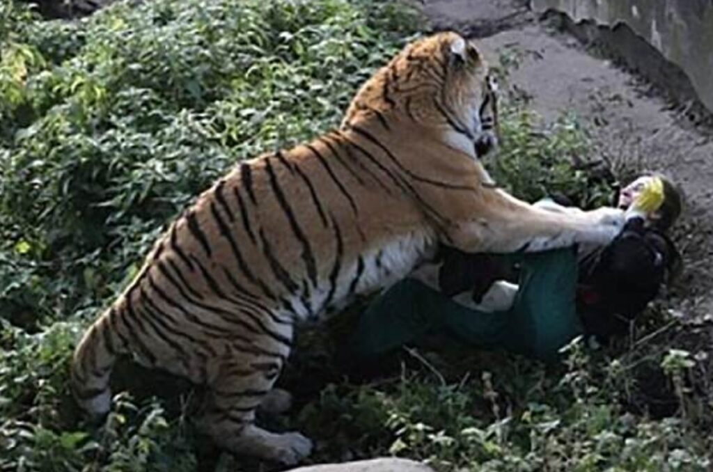 Tiger mauls man to death in Bahawalpur Zoo | Pakistan Today