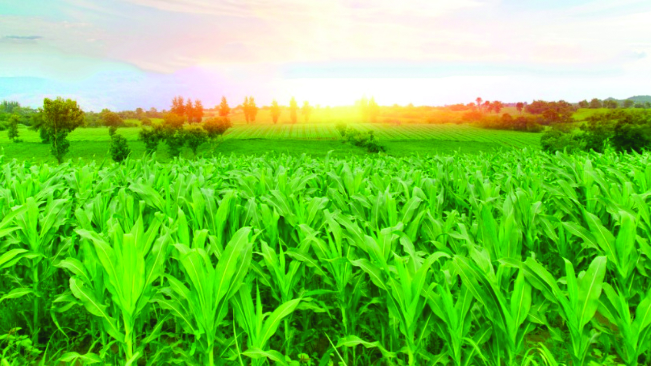 Pioneering sustainability in Pakistan's financial landscape
