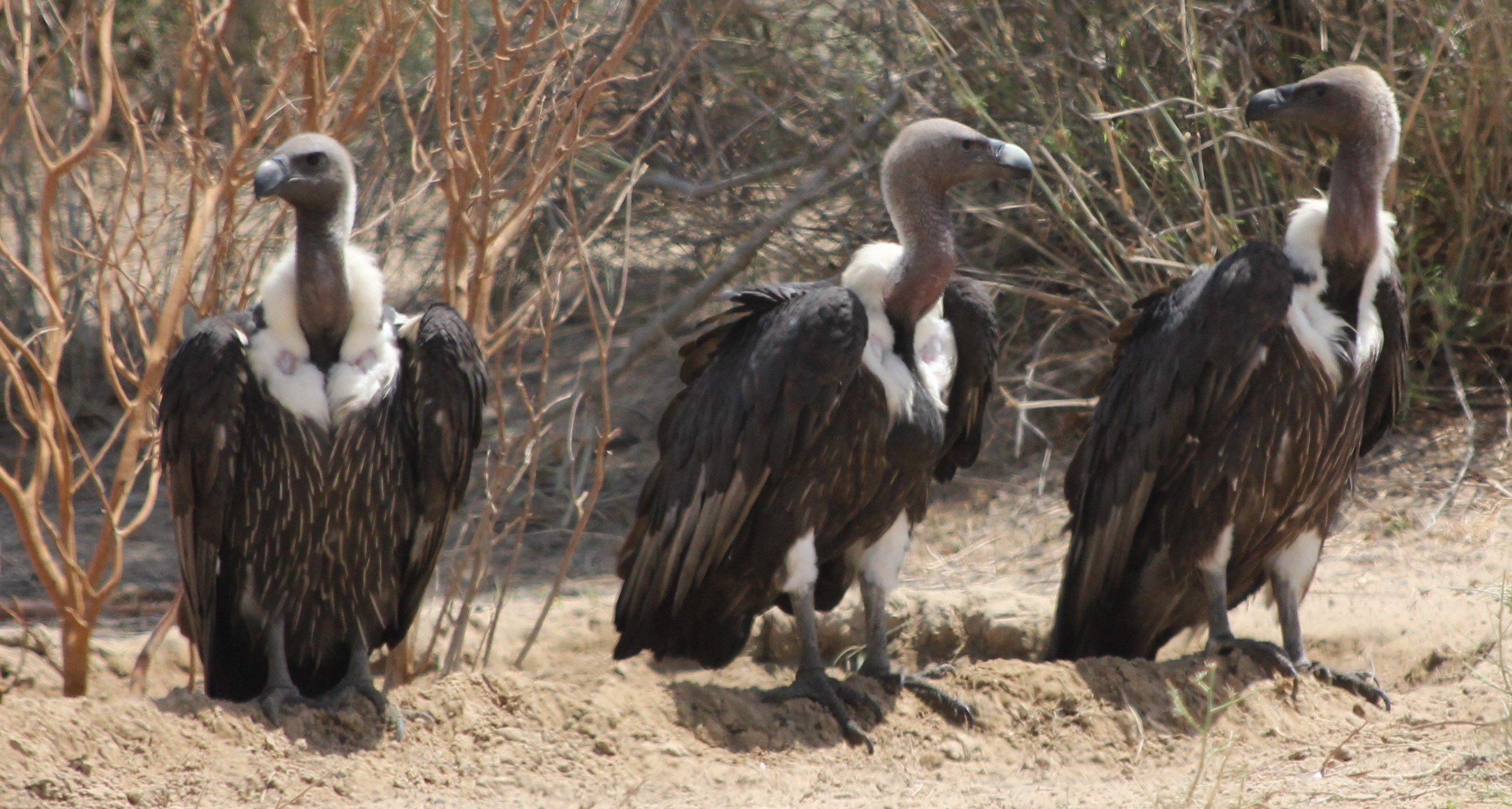 Rare vultures seen in Lahore after three decades