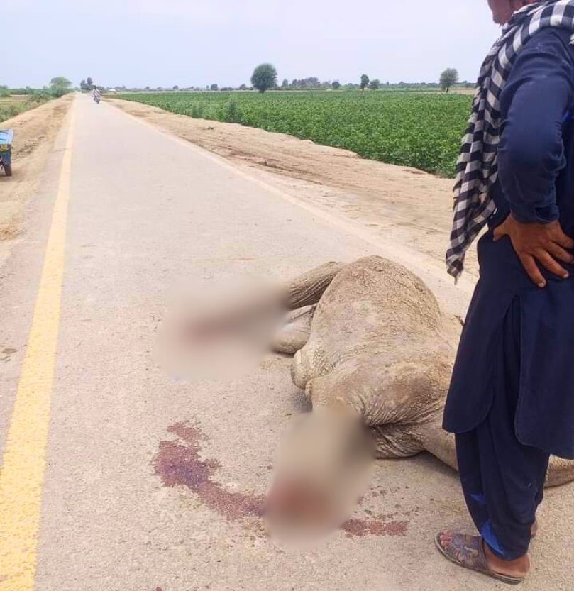 Another camel mutilated and killed in Sindh days after similar incident