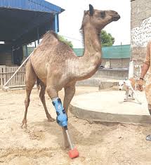Mutilated camel in Sanghar walks again with prosthetic leg