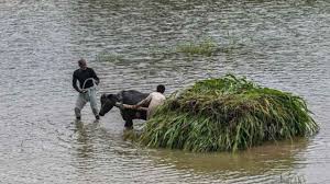 Punjab floods push up wheat and flour prices as supply chains buckle; twin cities see sharp spike